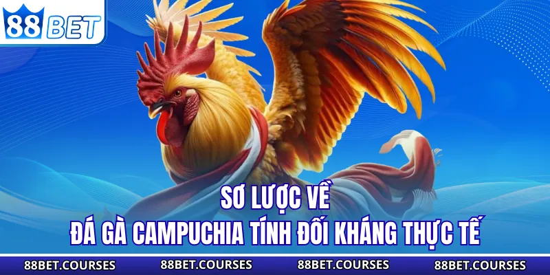 Sơ lược về đá gà Campuchia tính đối kháng thực tế