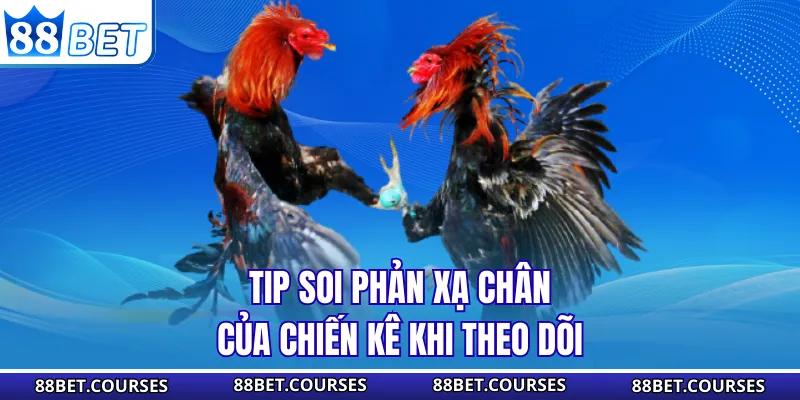 Tip soi phản xạ chân của chiến kê khi theo dõi
